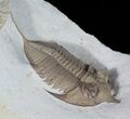 Huntonia Lingulifer (Rare Species) - Oklahoma #50976-2